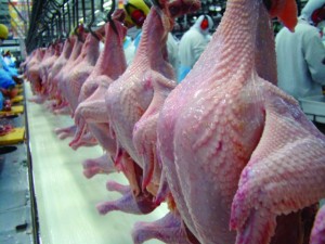 Carne de frango - Alimento saudável e seguro