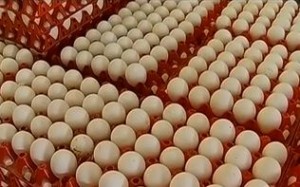 Mercado de ovos provoca otimismo  em SP