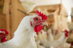 A doença aviária do tifo e os sintomas apresentados pelos animais