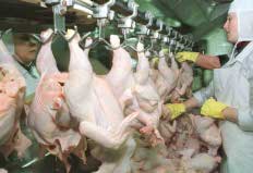 Aumento das exportações de carne de frango