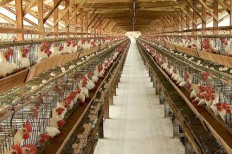 Crescimento da receita com exportações da avicultura