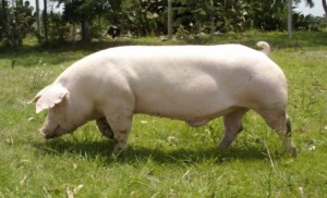 Swine_breeds