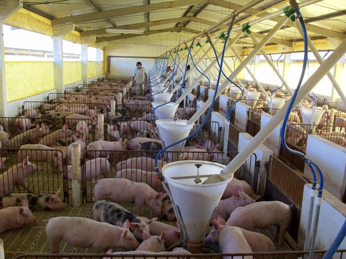 Maior produtor de carne suína no Brasil