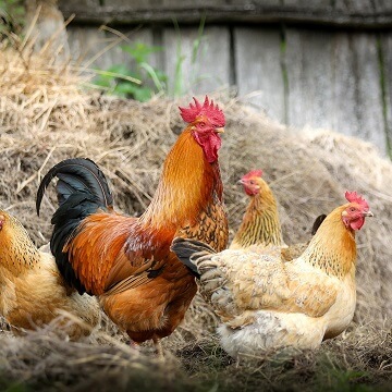 criar galinhas caipiras